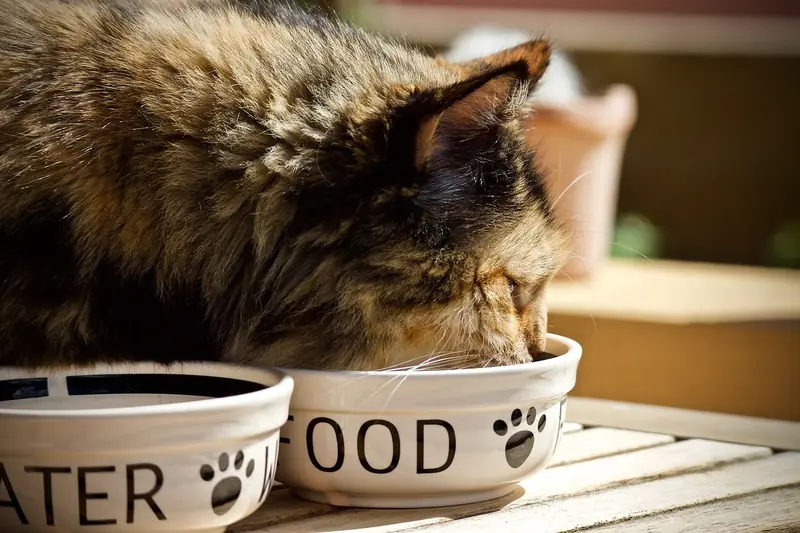 Not just obesity: how overfeeding harms cats' health