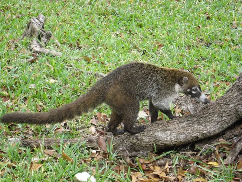 Why do primates have large brains?