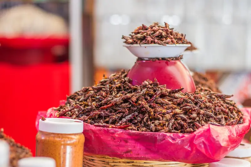 Moths, locusts, and rhinoceros beetles: 16 types of insects have been added to the diet of Singaporeans.