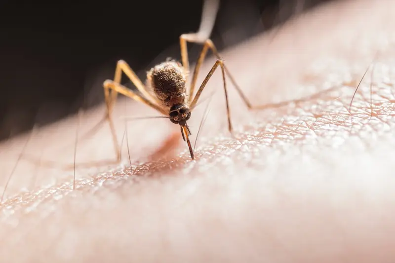 No one would guess: scientists have named the deadliest animal in the world.