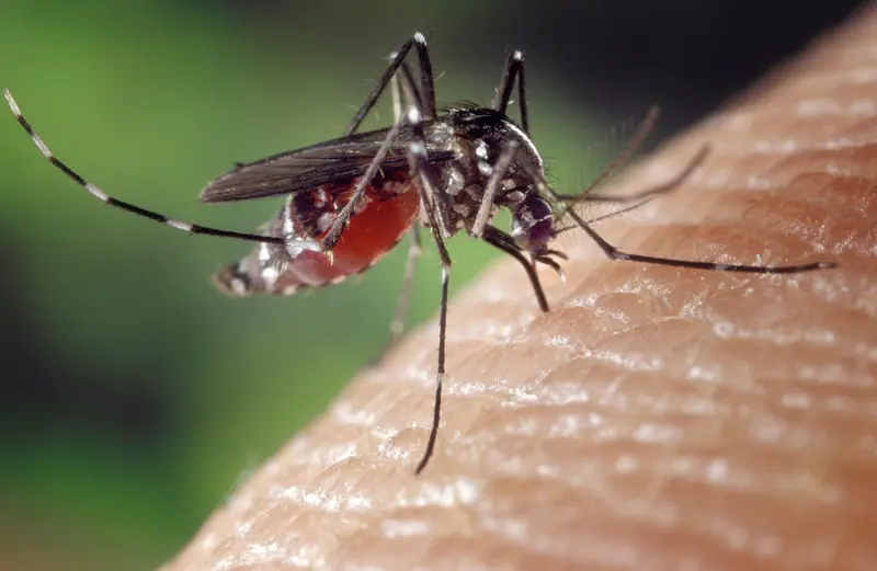 Why do mosquito bites bother some people more than others?