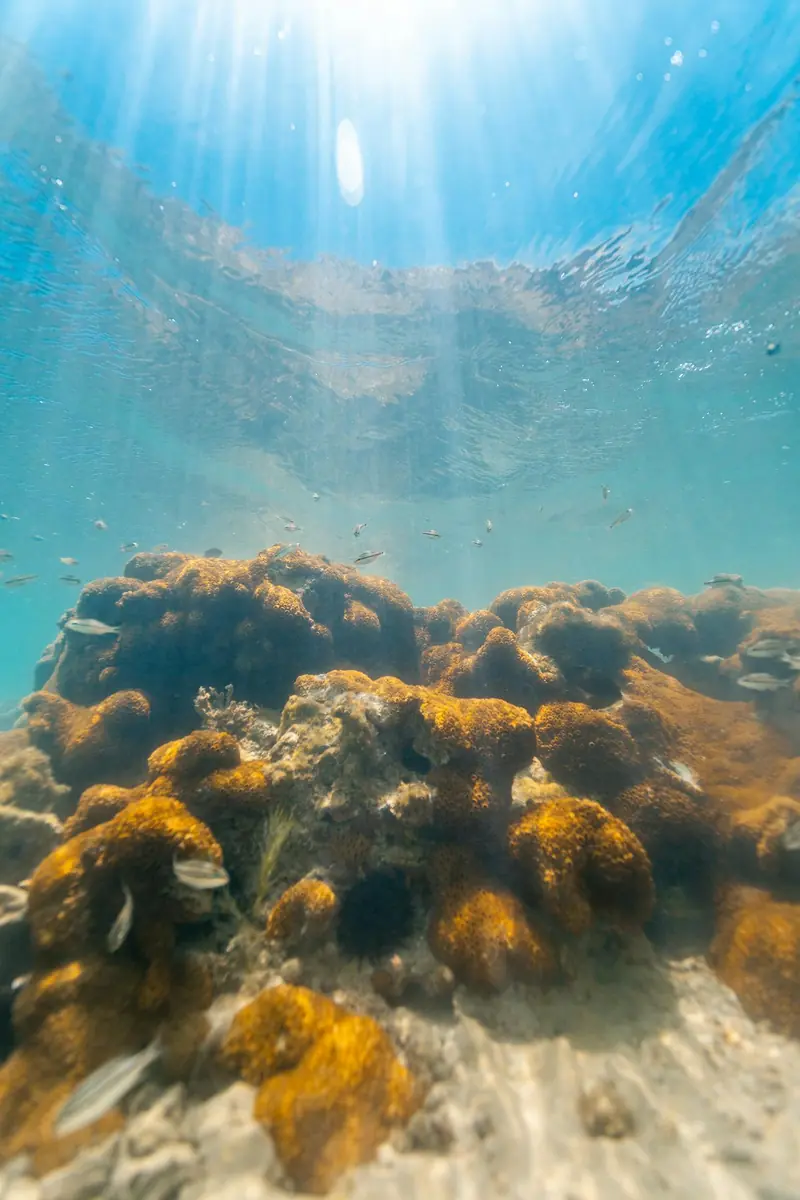 Marine archaeologists have discovered a wonder coral that will help preserve reefs.