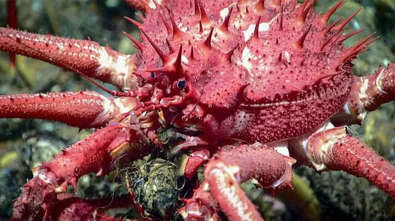 Spiky Charm: A Tiny Pink Crab Captivates the Social Media World