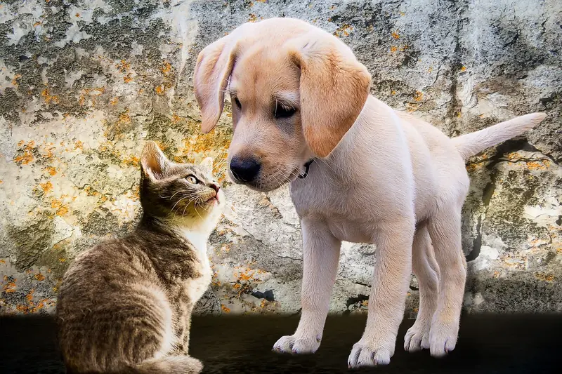 How to get a dog and a cat to get along?