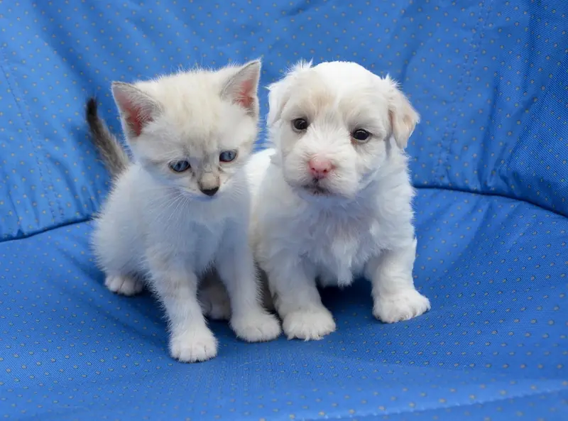 Guilty people: cats are becoming more like dogs, and dogs are becoming more like cats.