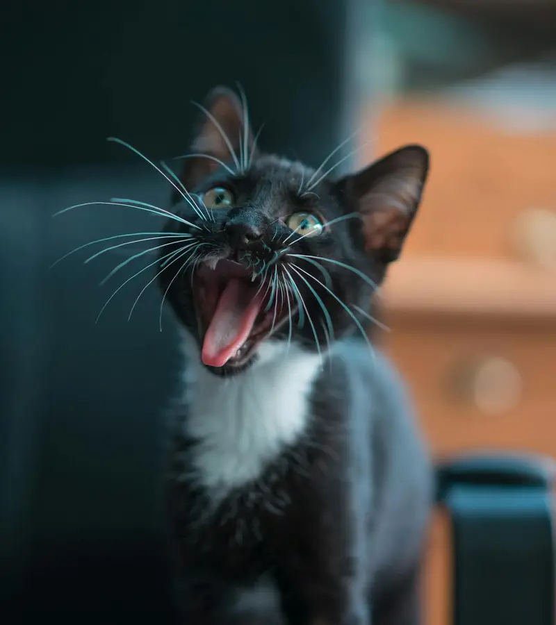 Why do cats often meow at people?