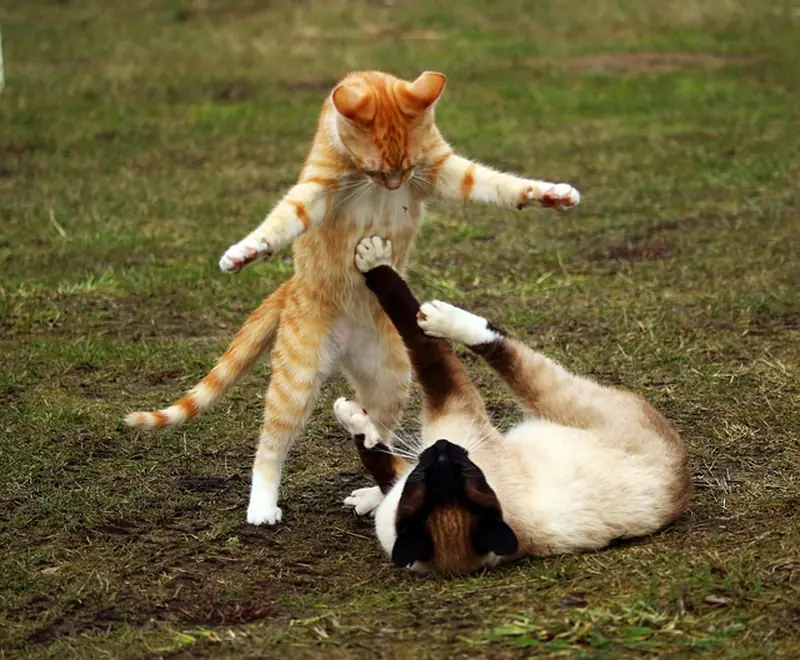 Do cats have friends? The truth about feline friendliness.