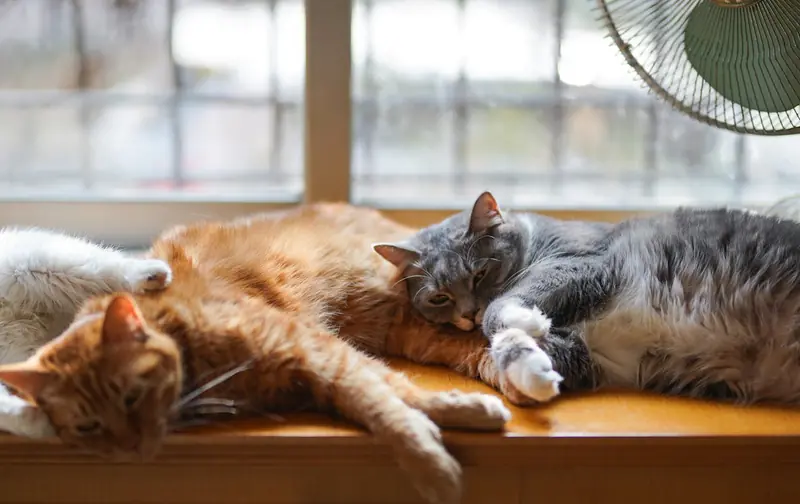 Scientists have identified a breed of long-lived cats.