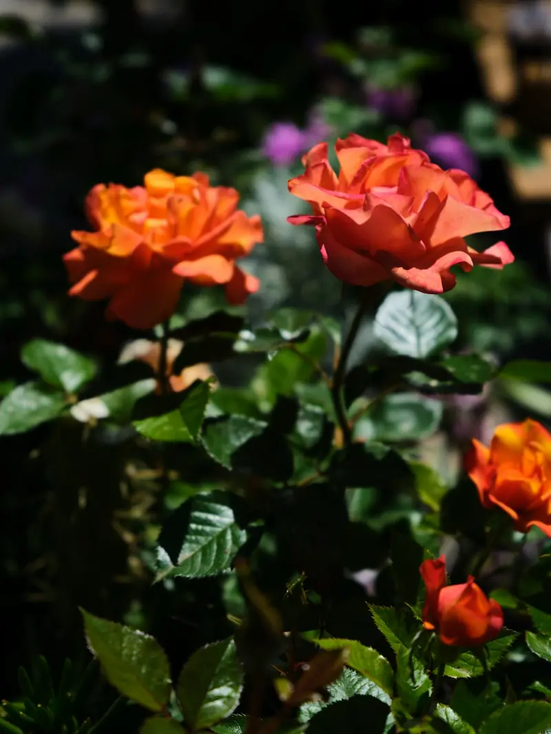 Forget about garden gloves! Geneticists know how to grow thornless roses.