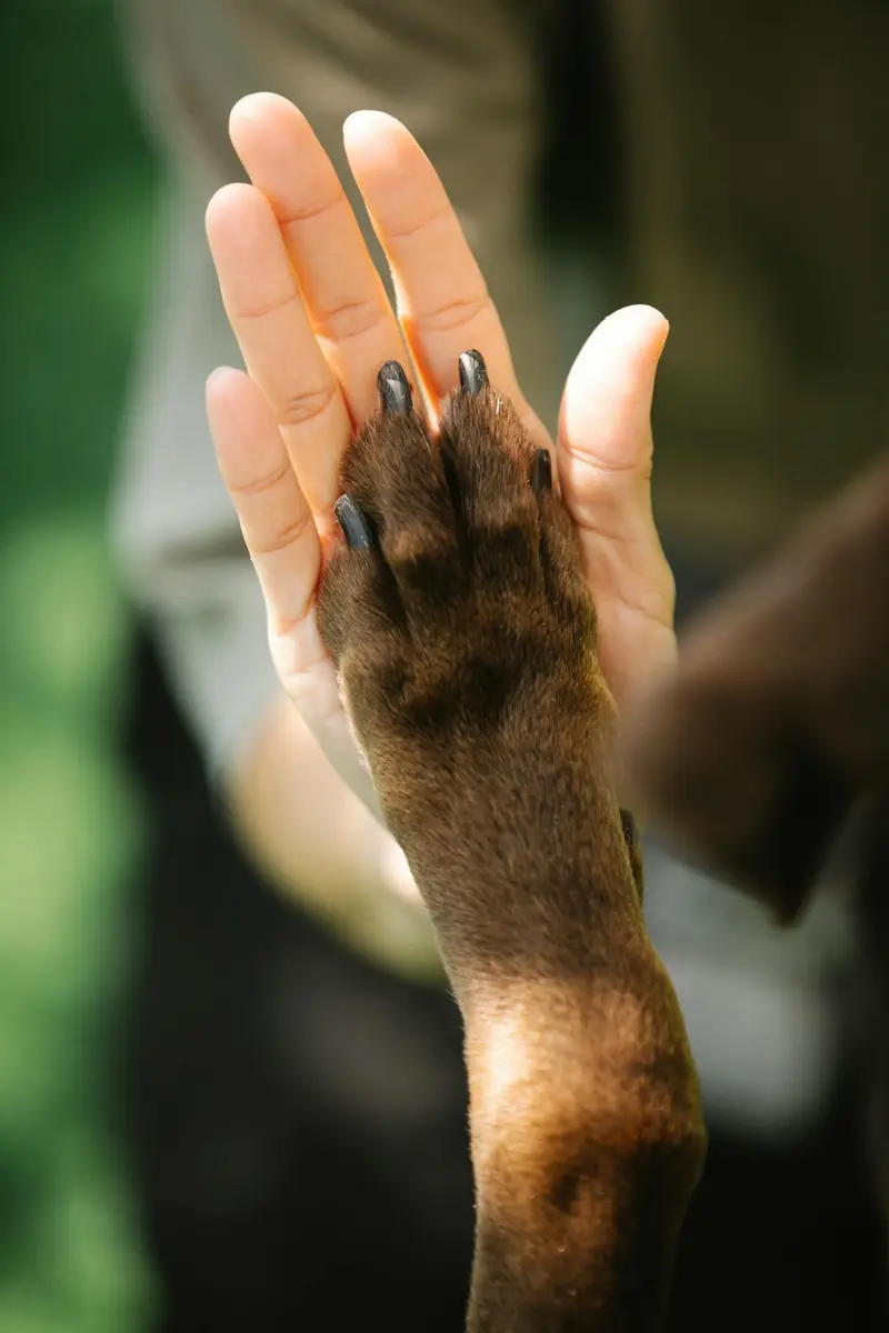 Why do cats retract their claws while dogs do not?