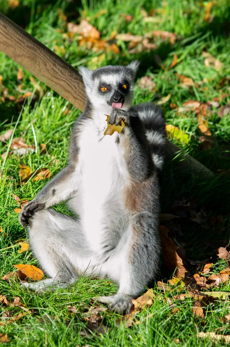 Why does a lemur have two tongues?
