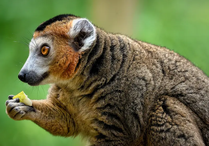Like humans, animals drink more often than science previously believed.