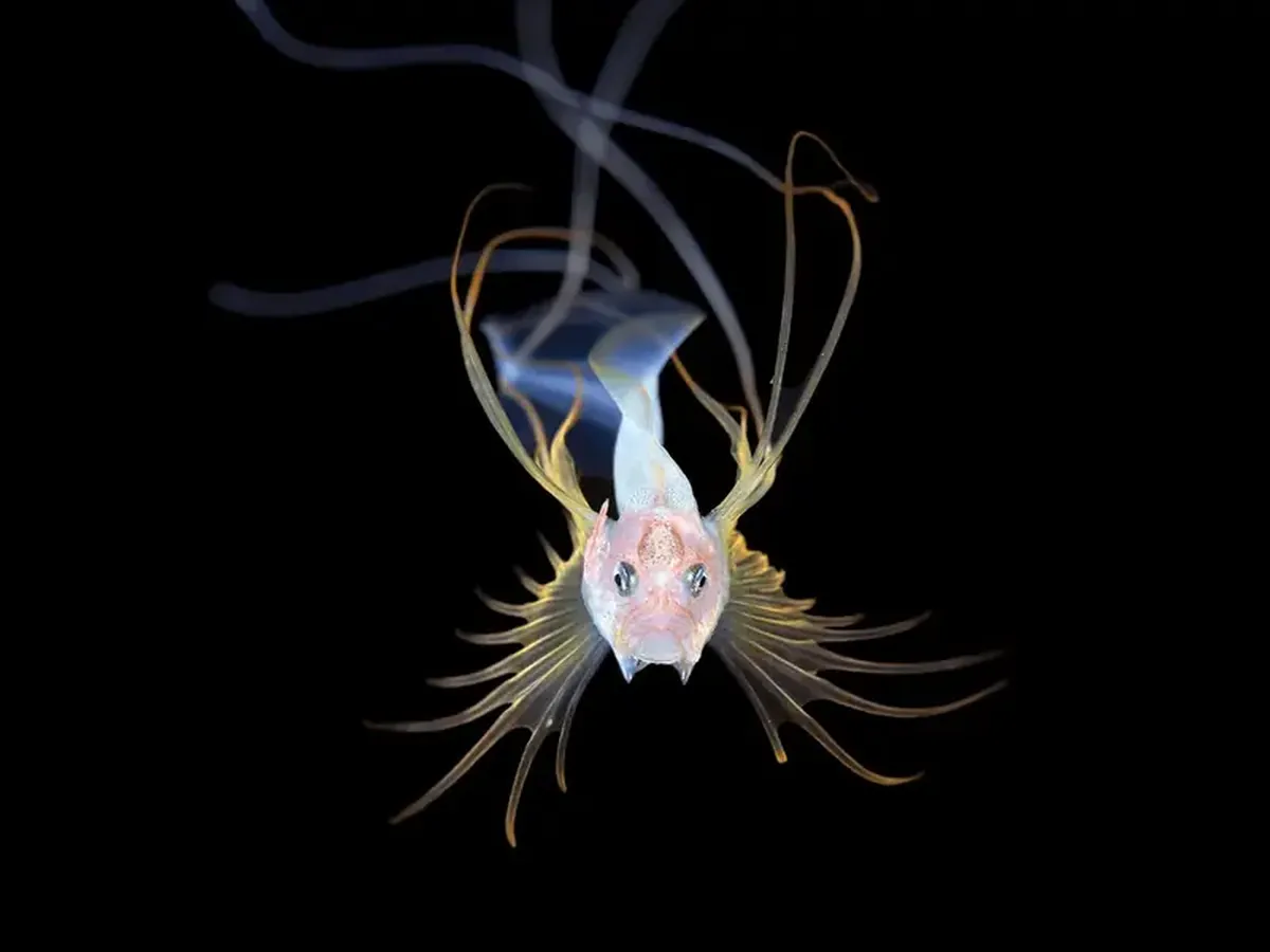 Diamond squid and lobster on a jellyfish: a photographer showcased portraits of tiny deep-sea dwellers.