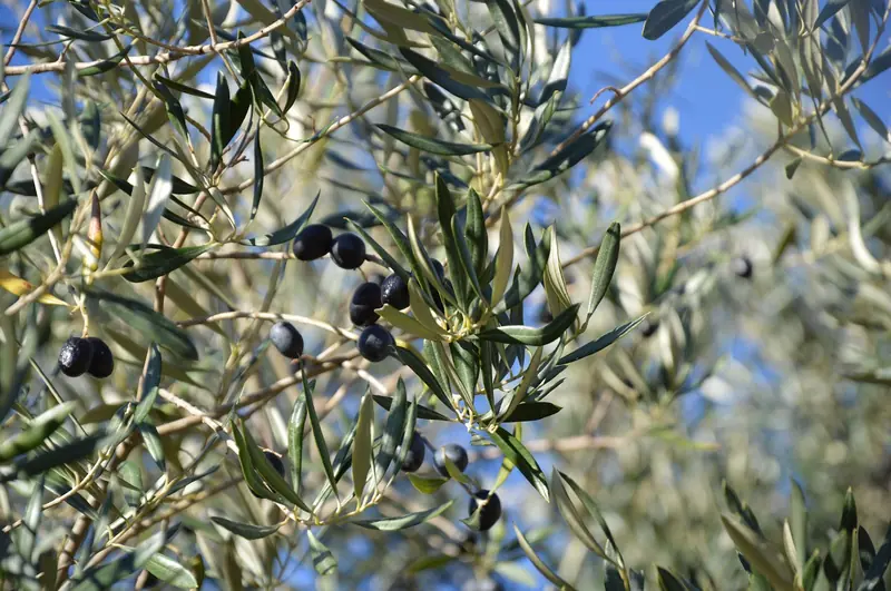 The benefits of olive oil are well-known to everyone. However, olive leaves also have healing properties.
