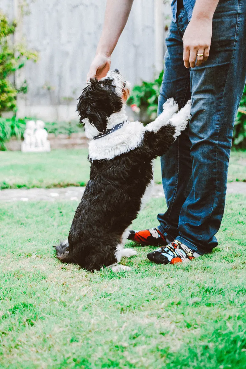 Eat chocolate, pet a dog: surprisingly simple ways to prevent dementia.