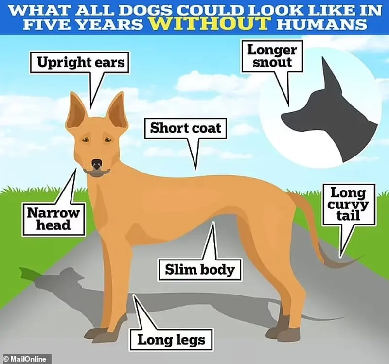 If there are no humans on Earth, all dog breeds will merge into one.
