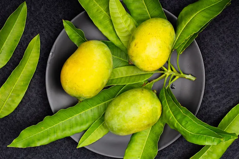 The Mysterious Stranger: The Benefits and Harms of Mangoes