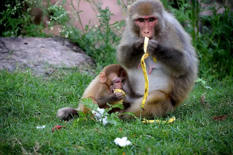 Why do primates have large brains?