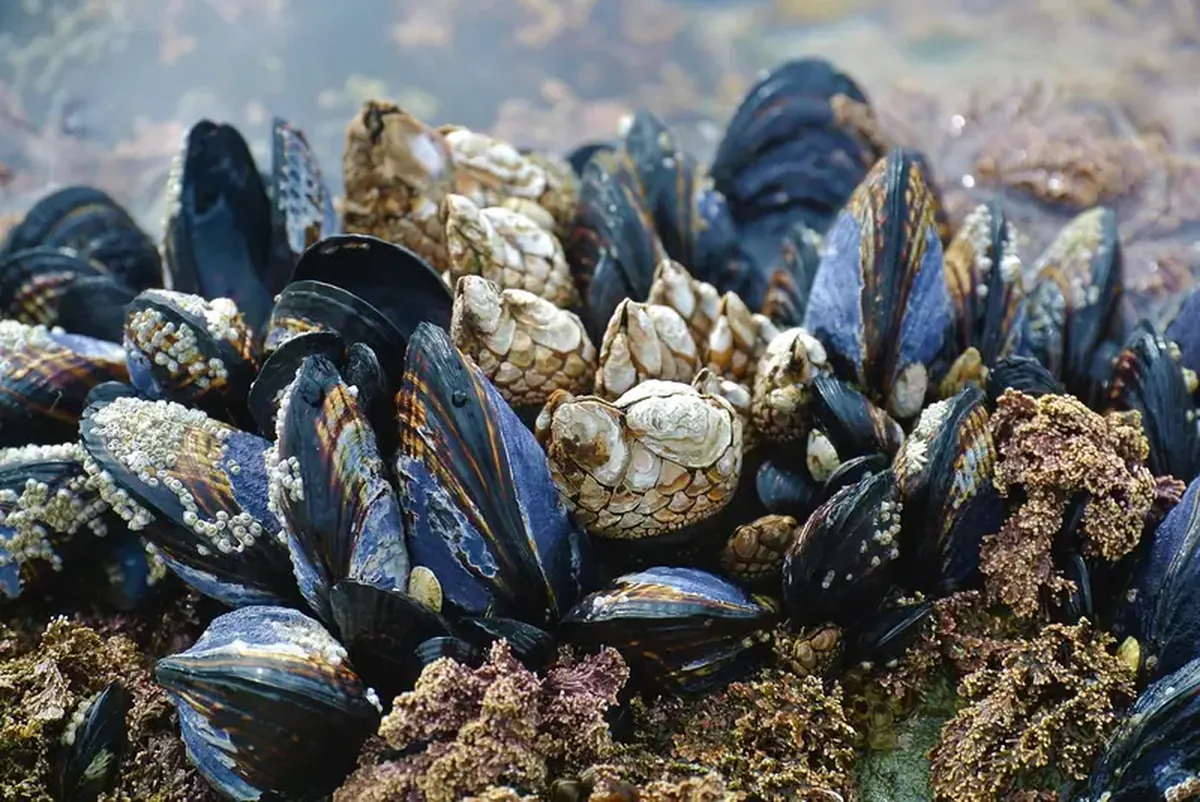 The power of mussels and slime: scientists have developed a natural superglue for wounds.