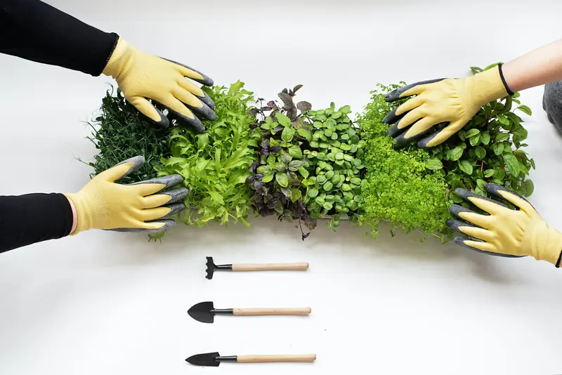 Size matters: how to grow microgreens at home?