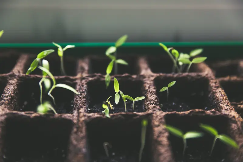 Size matters: how to grow microgreens at home?