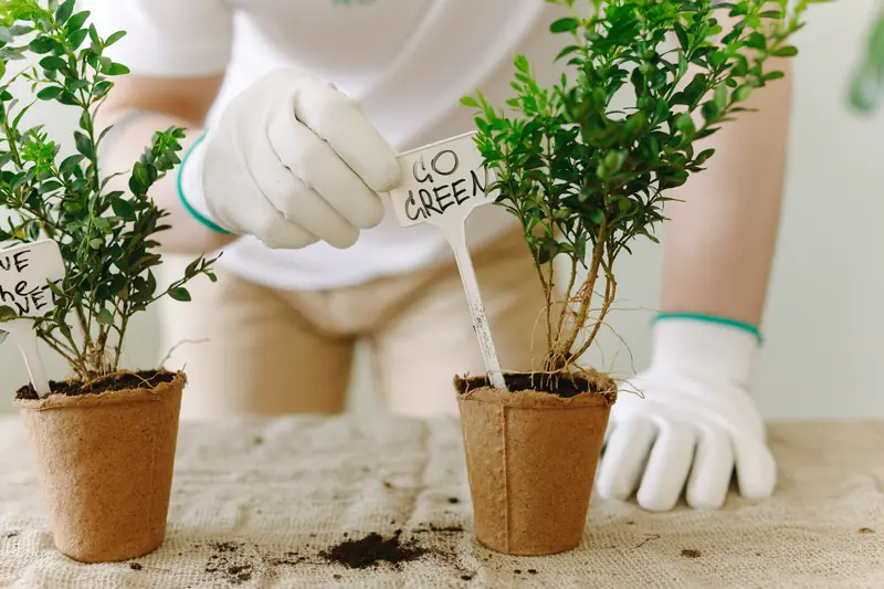 Size matters: how to grow microgreens at home?