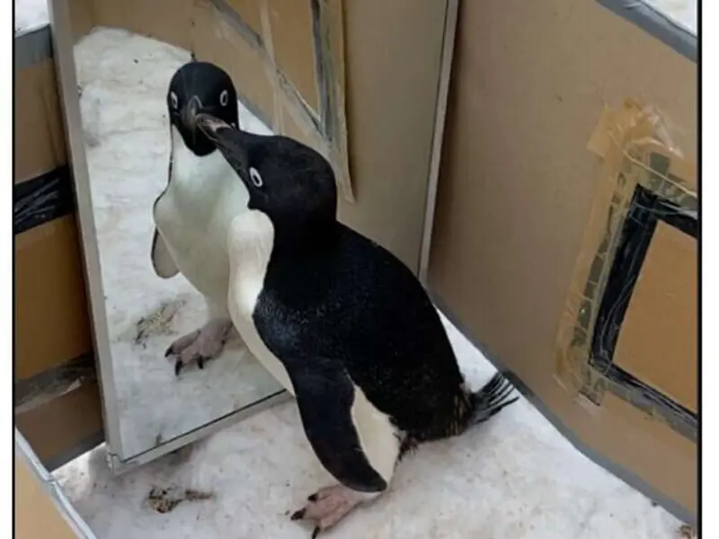 Birds are intelligent: penguins show signs of self-awareness and can recognize themselves in a mirror.