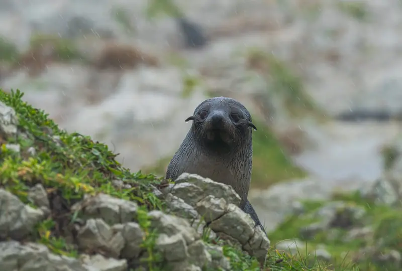 Antarctica is rapidly becoming greener.
