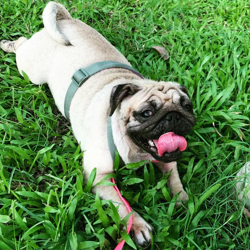 If there are no humans on Earth, all dog breeds will merge into one.