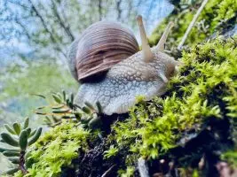A snail crawls on green moss and branch.