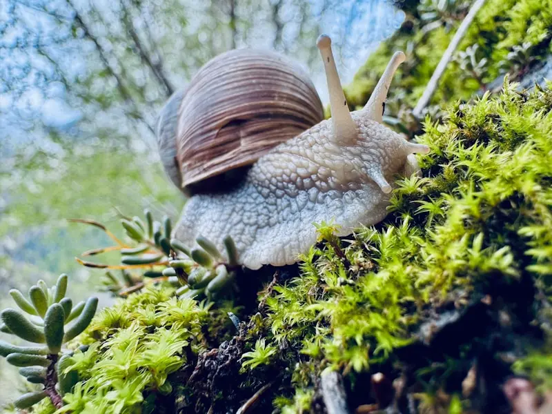 A snail crawls on green moss and branch.