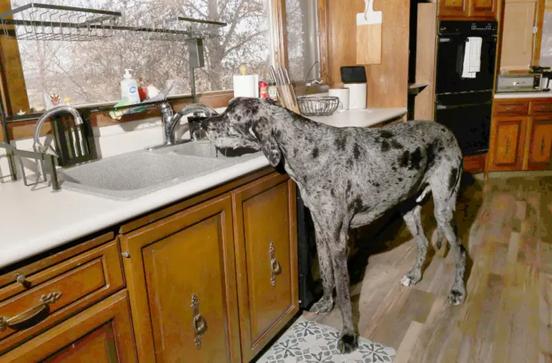 The Guinness Book of Records organized a meeting between the tallest and shortest dogs in the world.