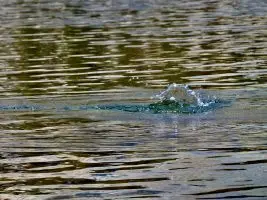 a rock in the water