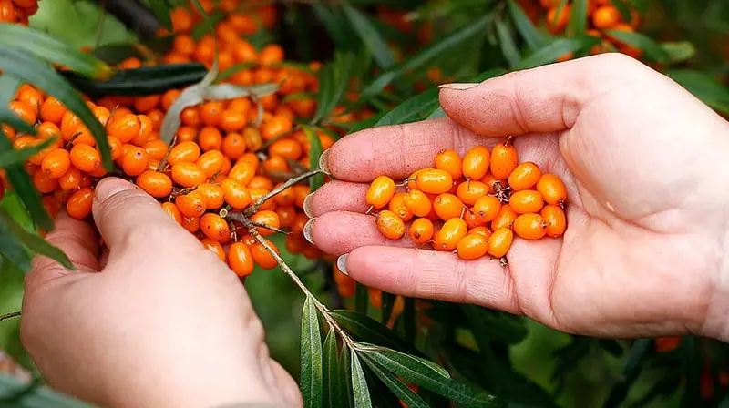 Sea buckthorn for winter: the value of 