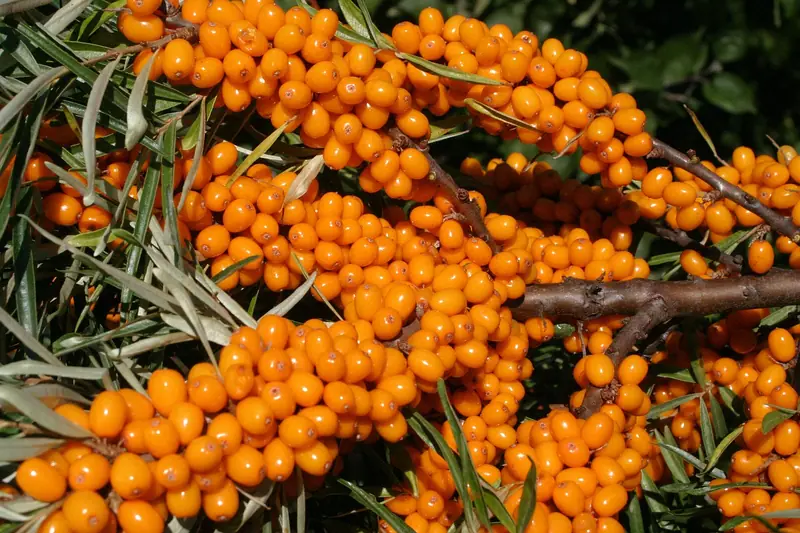 Sea buckthorn for winter: the value of 