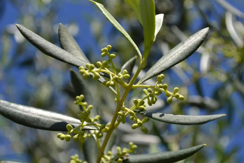 The benefits of olive oil are well-known to everyone. However, olive leaves also have healing properties.