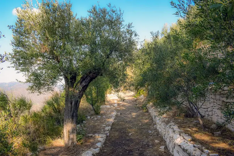 How not to store olive oil: experts highlight common mistakes.
