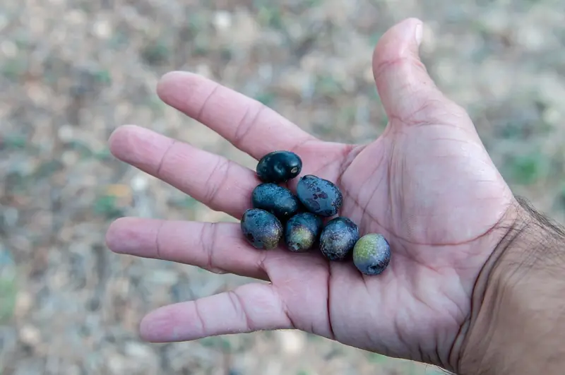 Olives are fighters against obesity and type 2 diabetes.