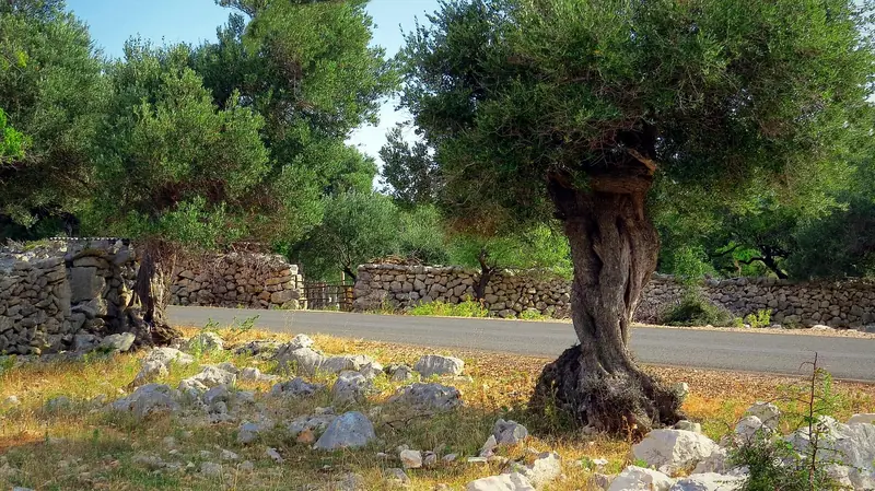 The benefits of olive oil are well-known to everyone. However, olive leaves also have healing properties.