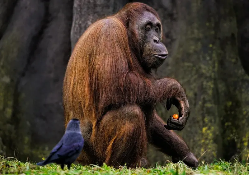 The human heart is unique among mammals. Here's why.