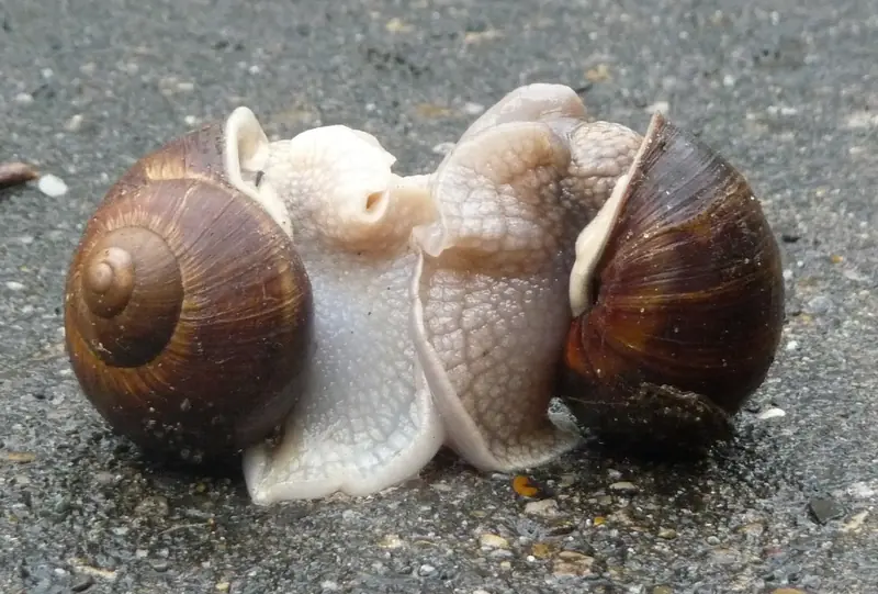 At the peak of pleasure: women are less likely to reach orgasm during short sexual encounters.