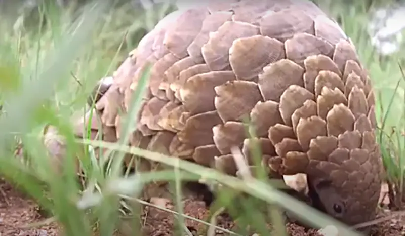 Customs thriller: a smuggler cleverly transported over a hundred live snakes in his pants.