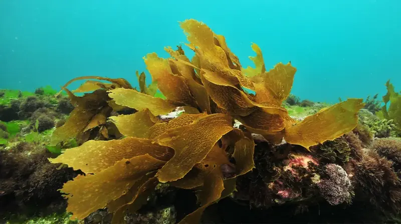 The consumption of popular seaweed helps prevent Parkinson's disease.