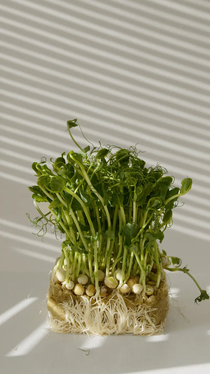 Size matters: how to grow microgreens at home?