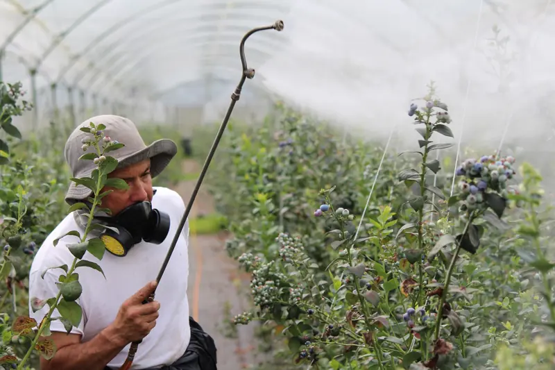 Strawberries, spinach, and grapes: experts have identified the superfoods that contain the highest levels of pesticides.