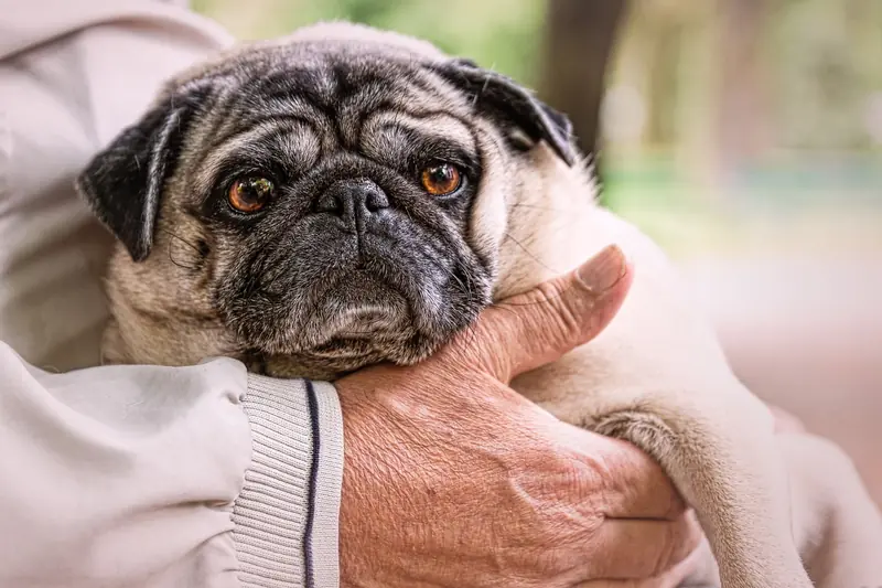 Cats and dogs protect lonely elderly owners from dementia.