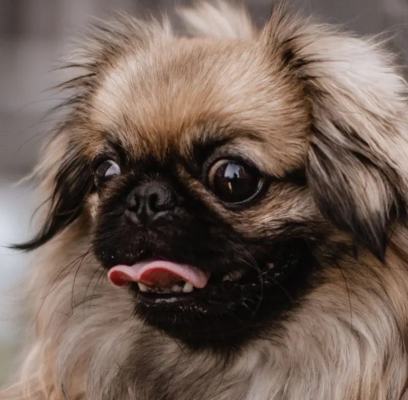 The Nose Factor: Scientists Identify Dog Breeds That Live the Longest