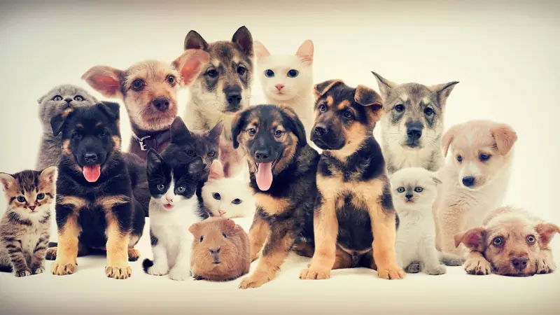 Fluffy companions: pets help keep our brains young.