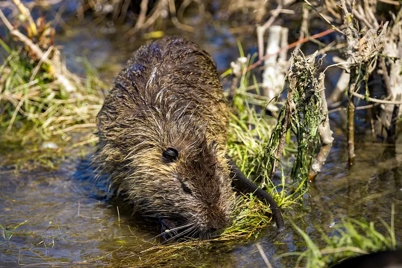 The Builder's Instinct: Why Beavers Build Dams