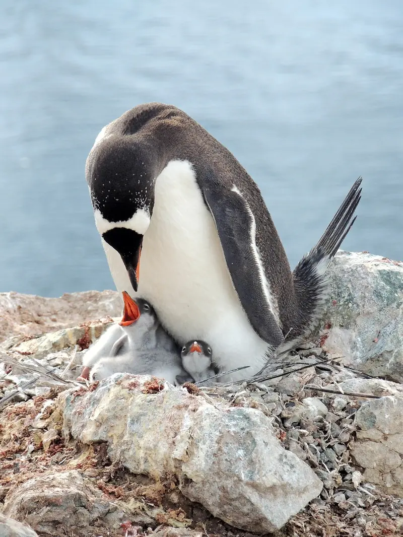Penguin monogamy is a myth: they don't dedicate their lives to a single partner.